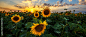 Summer landscape: beauty sunset over sunflowers field. Panoramic views,创意图片,高清图片,图片素材大全,正版图片素材网,商业图片素材网,高清图片素材网,创意图片素材下载,自媒体稿件创作,版权图片下载