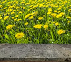 木头桌子和模糊的草地在背景。展示产品的空桌子。