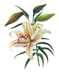 Botanical_2