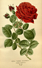 Rose - "General Jacqueminot" ~ Favourite flowers of garden and greenhouse, 1896.