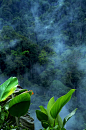 雨林夏季创意图片图片素材_ID:VCG21gic13700025