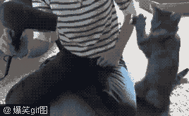 和风儿抗争的猫咪