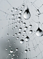 Web After Rain:  #小清新#