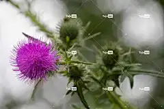 花 花壁纸 蓟 美丽的花朵 盛开 开花 生长 植物学 花卉背景