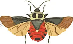 甲壳虫昆虫插画 【酷图网】手绘插画,水彩画,卡通画,昆虫,蜈蚣,蜻蜓,蜘蛛,昆虫系列,复古,昆虫纲,动物界,节肢动物,蝴蝶,大自然,卡通,剪影,户外,野外,精美,装饰,背景,底图,触须,甲壳虫,设计元素,啮桑,啮发,天水牛,八角儿,牛角虫,花妞子,插画,绘画,矢量,标本,动物,昆虫类,生物世界,自然昆虫,标本插画