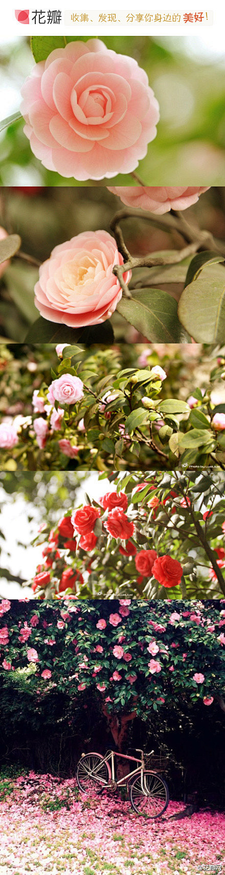 #花瓣花语录#山茶花，山茶科植物。有单瓣...