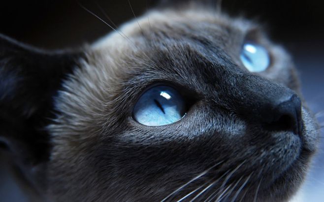 高清晰蓝眼睛的猫封面大图