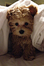 12 snuggly pets who are beating the cold #泰迪#