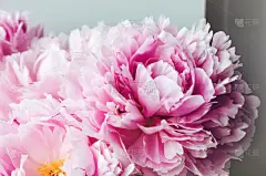 牡丹,粉色,大特写,仅一朵花,美,壁纸,淡雅,玫瑰,水平画幅,夏天
