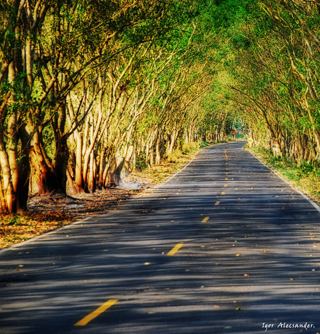 乌克兰爱的隧道 （Tree tunnel...