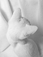 "One thing was certain, that the white kitten had had nothing to do with it-- it was the black kitten's fault entirely."  Lewis Carroll