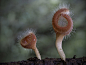 分形艺术网 - 自然分形：Steve Axford拍摄的菌类 2 - 现实分形作品