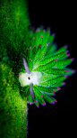巴厘岛海域的一只海蛞蝓 (© Media Drum World/Alamy)

为什么这种微小的海蛞蝓有时被称为“海绵羊”或“叶绵羊”？因为它们吃海藻就像绵羊在牧场上吃草一样，但它们比绵羊更胜一筹。海蛞蝓不消化所吃藻类中的叶绿体，而是通过这些叶绿体吸收能量来让细胞生长。遍布海蛞蝓背部的叶状鳍片上充满了工作的叶绿体，这使得它成为地球上唯一一种能够利用阳光和水进行光合作用补充自身能量的非植物生命体。原来进化的结果居然会如此可爱！

2018-12-30

欧洲

 2170
