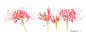 彼岸花水彩画イラスト　炎の様に赤く咲く彼岸花の水彩画イラスト