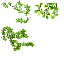 爬山虎  - 源文件下载【酷图网】爬山虎,植物,爬藤植物,绿藤,藤条,爬山虎素材,爬山虎边框,爬山虎墙纸,爬山虎手绘