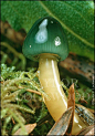 hygrocybe psittacina