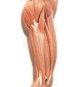 上部腿肌肉解剖学