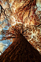 Photo at the foot of my trees by Nicolas Le Boulanger on 500px