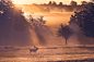 Photograph a walk in the park by Mark Bridger on 500px