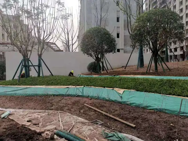 地被栽植工艺-花瓣网