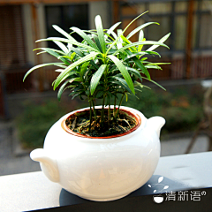 森野先何采集到Garden  plants 