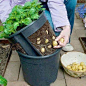 Make a potato pot by cutting out the sides of a pot and putting it inside another pot. Lift the inner pot to harvest the potatoes.: 