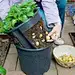 Make a potato pot by cutting out the sides of a pot and putting it inside another pot. Lift the inner pot to harvest the potatoes.: 