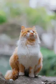 猫一定是世界上最可爱的