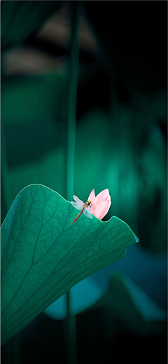 JE°采集到节气