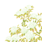 免费背景菱叶绣线菊✧(≖ ◡ ≖✿) 昨天那张… - 半次元 - ACG爱好者社区