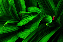 YKSJ采集到素材-绿色植物