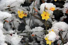 瑞雪迎春 三月中旬 迎春花 桃花相继开放 突如其来的一场雪让刚刚开放的迎春花包裹上一层白糖 鲜艳的迎春花被白白的白雪包裹起来 显得更加干净漂亮 今年的三月春又迎来一场倒春寒 让人们又欣赏到了这季节交替的美