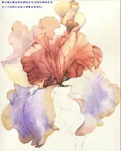 鸢尾花教程-云中山人三淼_水彩,手绘,花卉,植物,清新,插画,原创_涂鸦王国插画