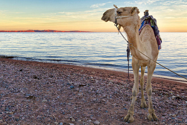 Camel at Dahab by Ge...