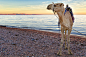 Camel at Dahab by Geoff Billing on 500px