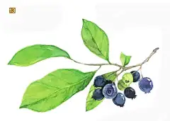 森系水彩手绘插画教程：森林物语-小可酱-微信读书 : 森系的色彩搭配清新温和，广泛受到大家的喜爱。森系的水彩作品犹如清新空气一样，给浮躁的我们带来些许清爽。这本书则正好迎合了大家的喜好，将森系的生活带给大家，你喜欢的森系的植物、动物、女孩、场景，书里面都有！ 本书共分为7个部分。Part 1介绍了水彩插画的绘制工具；Part 2则讲解了打造森系画风的各种元素的特点；Part 3则讲解了森系作品色彩搭配的基础知识；Part 4则讲解了水彩的一些基础技法和特殊技法；Part 5~Part 7是案例示范部分，给