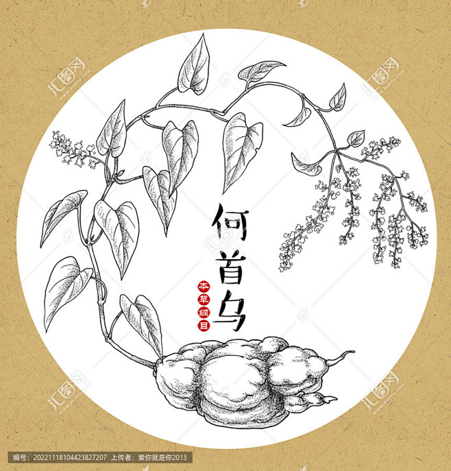 何首乌 中草药素材 中医文化 中草药文化 矢量中草药 中药材素材 中医素材 植物素材矢量 药草 中药草 中医药 药材植物手绘 中药线稿 矢量 ...