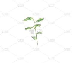 有绿色叶子的植物。手绘水彩素描。白色背景上的黑色轮廓。彩色插图