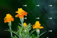 花 万寿菊 花壁纸 花卉背景 美丽的花朵 植物学 盛开 开花