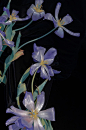 三月人间  花开更繁 | Xuebing Du ​​​​
