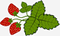 草莓果实与叶子高清素材 丰收 叶子 手绘 春天 果实 结果 草莓 草莓叶子 草莓果实与叶子 草莓树 草莓树叶子 免抠png 设计图片 免费下载