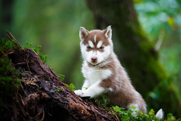 Husky puppy in a wil...