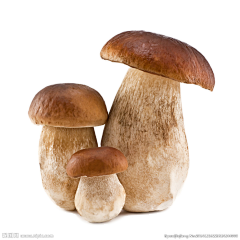 彩虹蘑菇采集到蘑菇