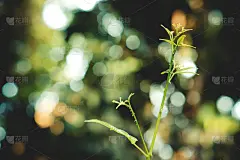 绿叶与淡淡春色自然壁纸背景