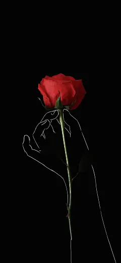 玫瑰之礼壁纸_手机壁纸_风景静物手机壁纸_我要个性网