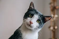 点击来源直接获取大图文件 |有趣的猫