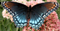 Red Spotted Purple 02 by Thy