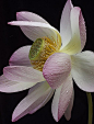 This is a lotus flower from my pond and photographed in my studio