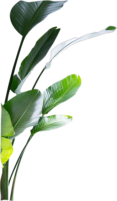 树叶PNG各种各样的植物design