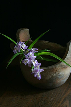 茶汤夫人采集到花艺